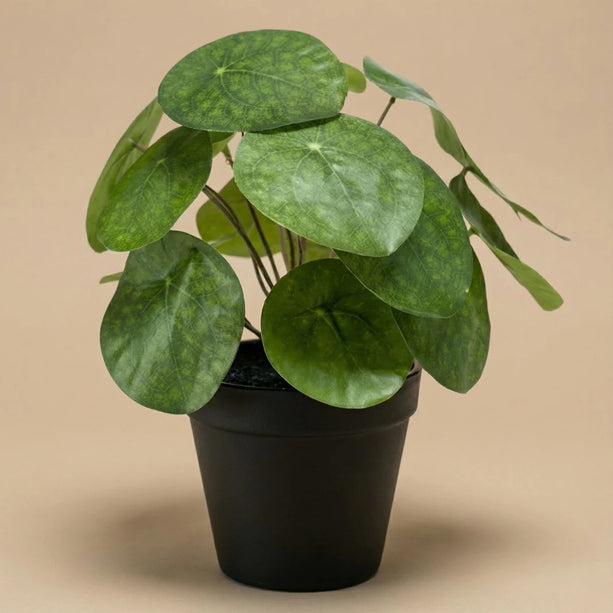 Pilea bush - Kunstplant in zwarte pot - 25 cm