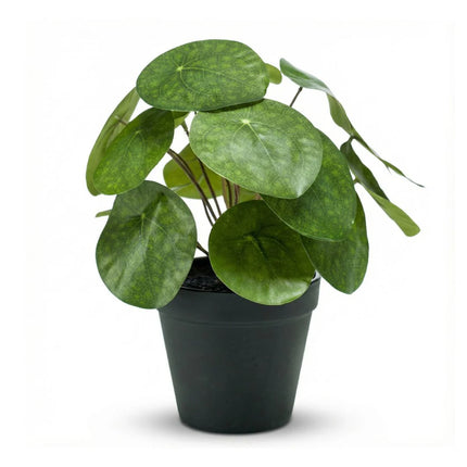 Pilea bush - Kunstplant in zwarte pot - 25 cm