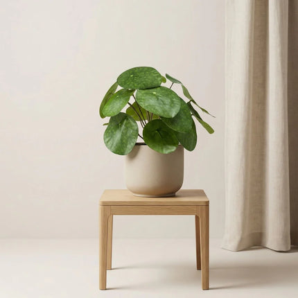 Pilea bush - Kunstplant in zwarte pot - 25 cm