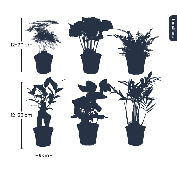 Planten set - 6 groene planten - Baby en terrarium planten