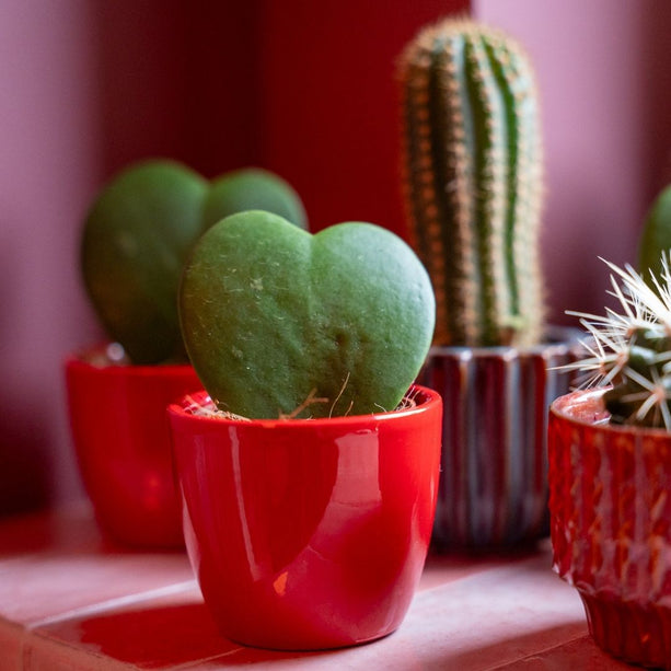 Plant set van 3 met mini pot - Love - roze/rood - Ø 6 cm