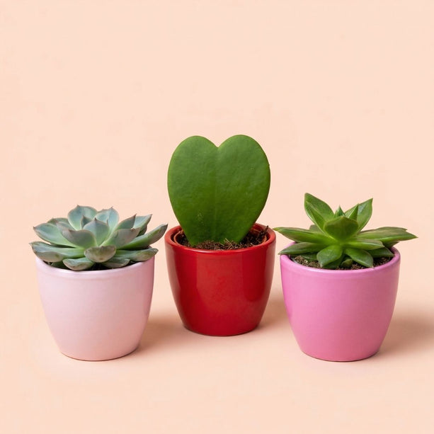 Plant set van 3 met mini pot - Love - roze/rood - Ø 6 cm