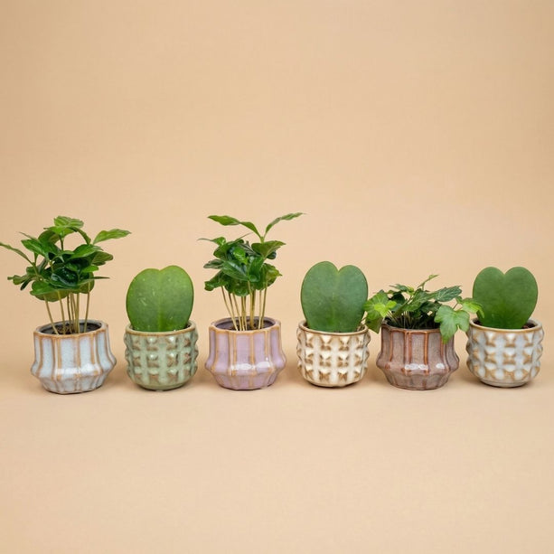 Plantenset van 6 met pot set San Juan - Cactus/planten mix - Ø 6 cm