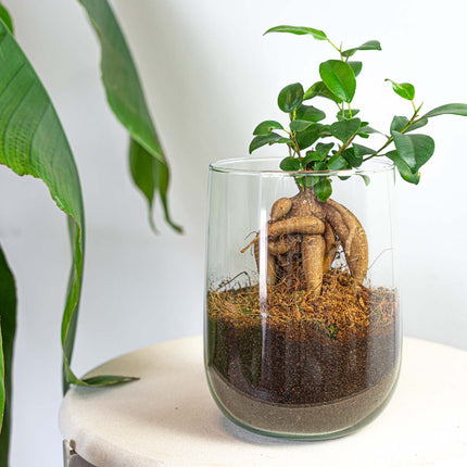 Vaas Martin met plant - DIY kit - ↑ 17 cm