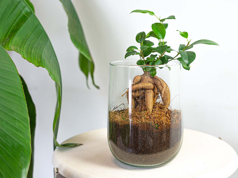 Vaas Martin met plant - DIY kit - ↑ 17 cm