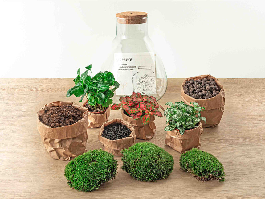 Planten terrarium - Sam Coffea met lamp - Ecosysteem plant - ↑ 30 cm