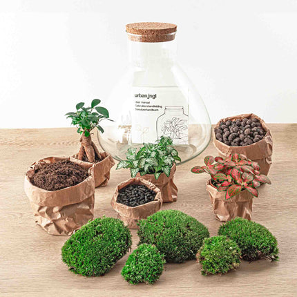 Planten terrarium - DIY - Sam XL Bonsai - Ecosysteem plant - ↑ 35 cm