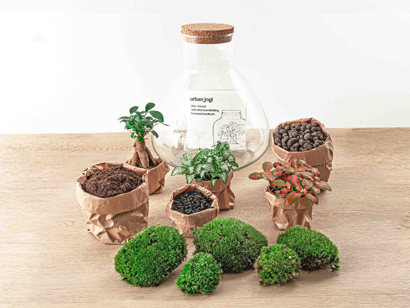 Planten terrarium - DIY - Sam XL Bonsai - Ecosysteem plant - ↑ 35 cm