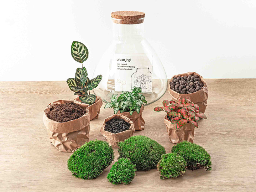 Planten terrarium - DIY - Sam XL Red - Ecosysteem plant - ↑ 35 cm