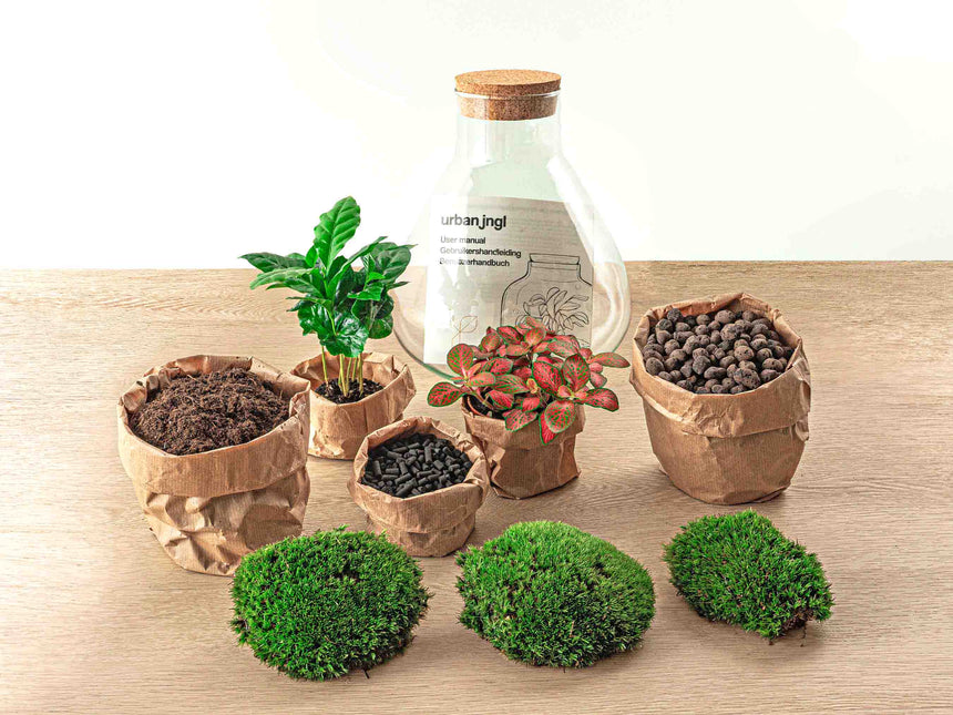 Planten terrarium - Sammie Coffea - Ecosysteem plant - ↑ 27 cm