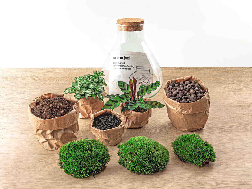 Planten terrarium - Sammie - Ecosysteem plant - ↑ 27 cm