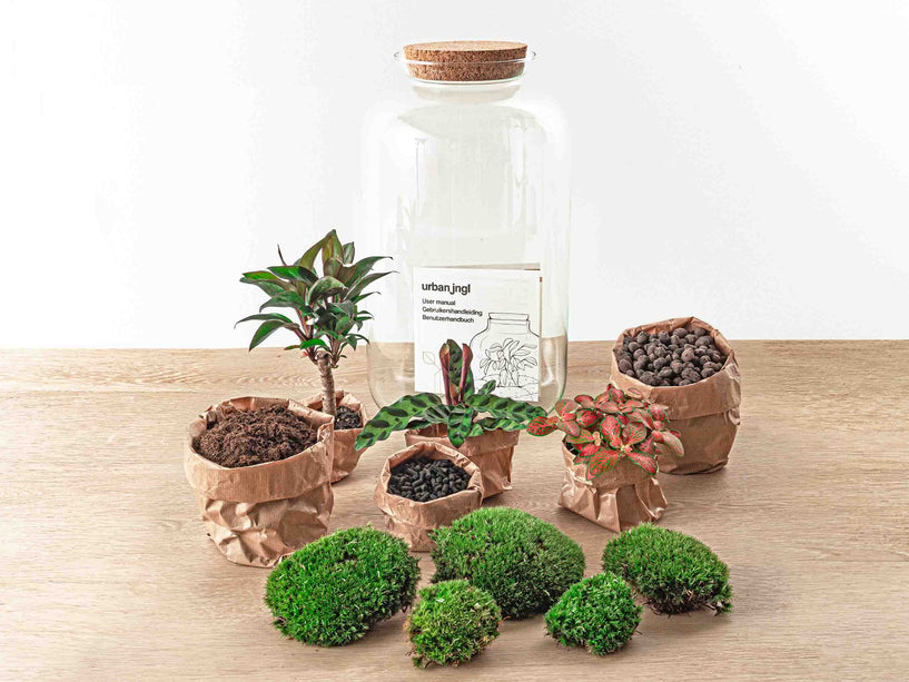 Planten terrarium - DIY - Sven Palm - Ecosysteem plant - ↑ 43 cm