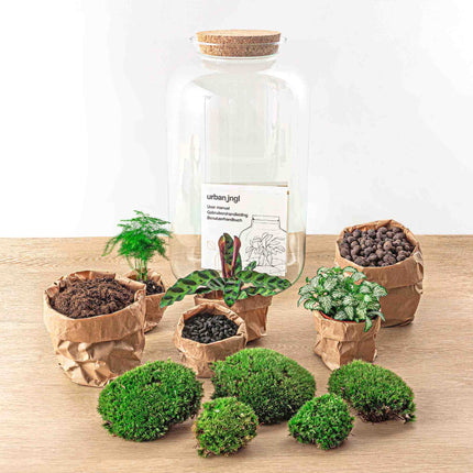 Planten terrarium - DIY - Sven XL Botanisch - Met verlichting in kurk - Ecosysteem plant - ↑ 43 cm