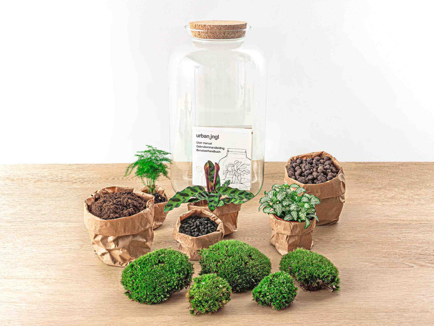 Planten terrarium - DIY - Botanical Sven XL - Ecosysteem plant - ↑ 43 cm