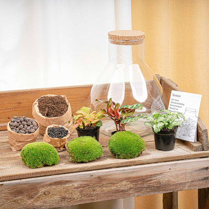 Planten terrarium - DIY - Sam XL Red - Ecosysteem plant - ↑ 35 cm