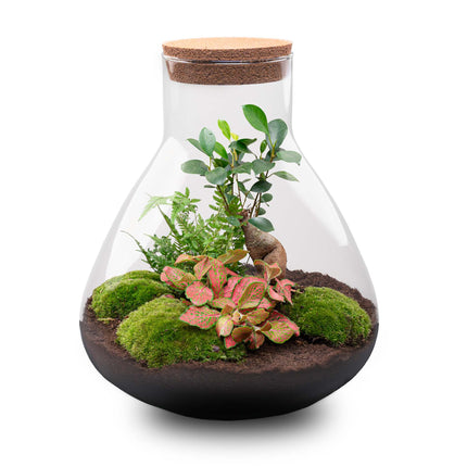 Planten terrarium - DIY - Sam XL Bonsai - Ecosysteem plant - ↑ 35 cm