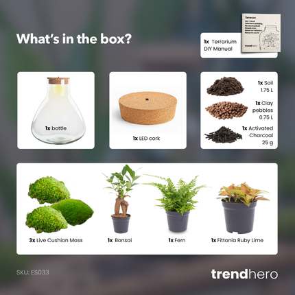 Sam XL Bonsai - DIY Planten terrarium - Ecosysteem plant - - Ø 30 cm ↑ 32 cm
