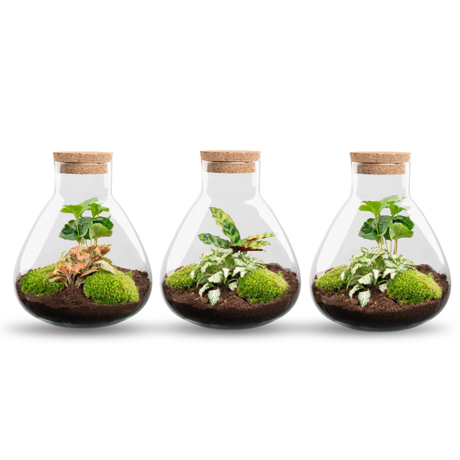 Planten terrarium - Sammie - Ecosysteem plant - ↑ 27 cm