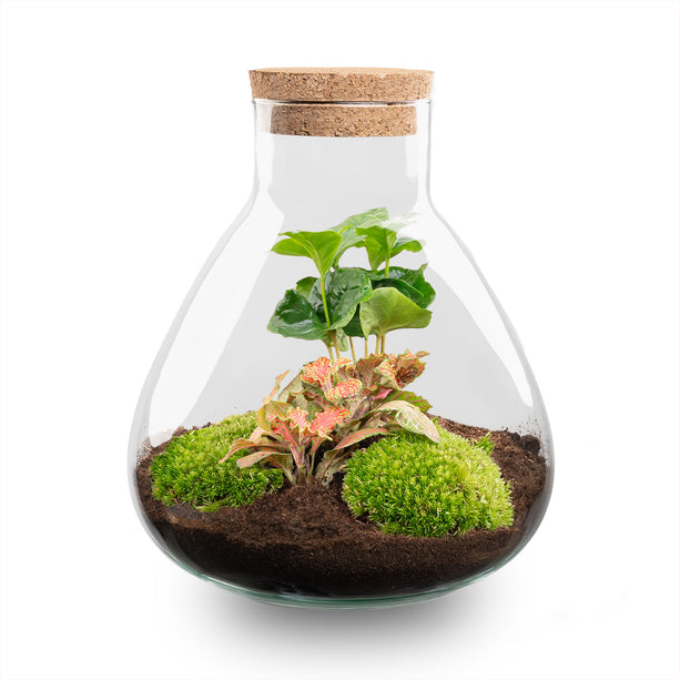 Planten terrarium - Sammie Coffea - Ecosysteem plant - ↑ 27 cm