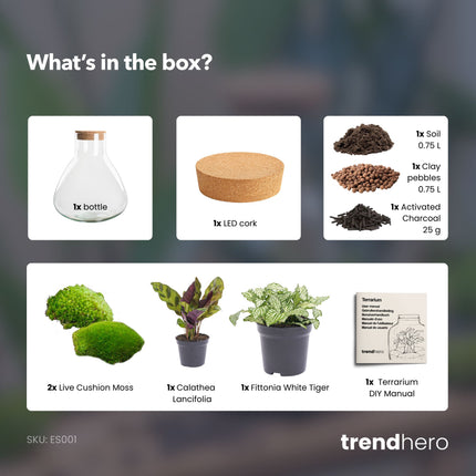 Sammie - DIY Planten terrarium - Ecosysteem plant - Ø 22,5 cm ↑ 27 cm