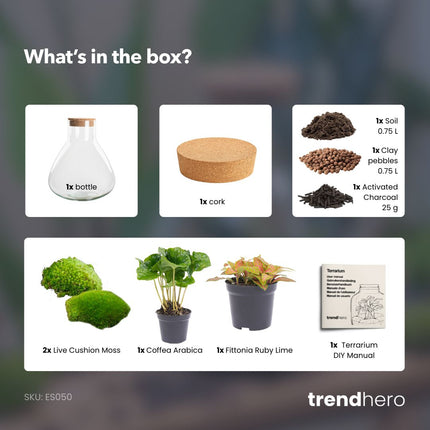 Sammie - DIY Planten terrarium - Ecosysteem plant - Ø 22,5 cm ↑ 27 cm