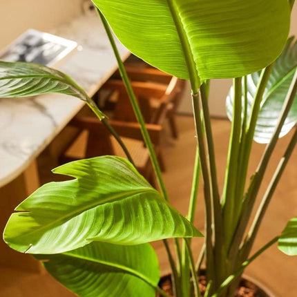 Strelitzia nicolai  - 180 cm - In zwarte pot - Kunstplant