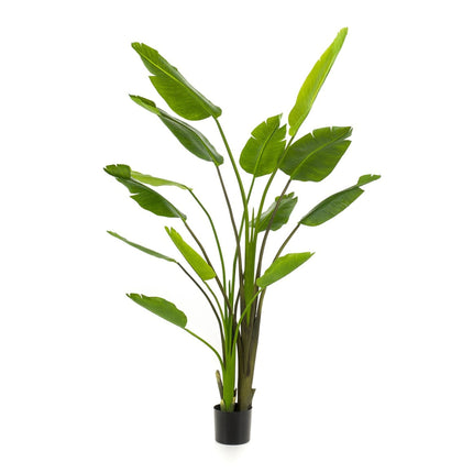Strelitzia nicolai  - 180 cm - In zwarte pot - Kunstplant