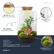 Sven XL Palm - Planten terrarium DIY kit - Ecosysteem plant - Ø 23 cm ↑ 43 cm