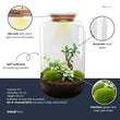 Sven XL Hedera - Planten terrarium DIY kit - Ecosysteem plant - Ø 23 cm ↑ 43 cm