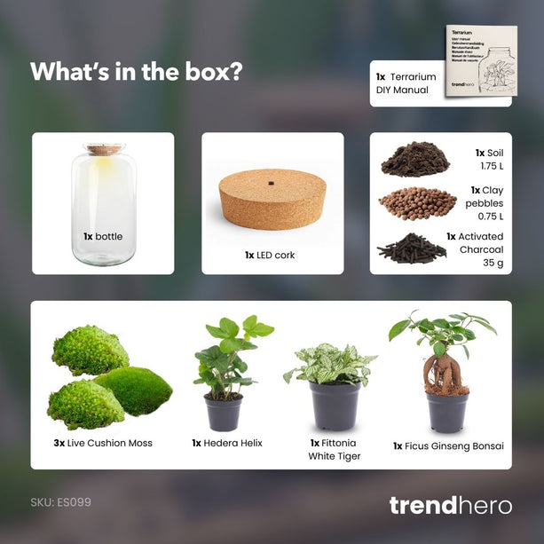 Sven XL Hedera - Planten terrarium DIY kit - Ecosysteem plant - Ø 23 cm ↑ 43 cm
