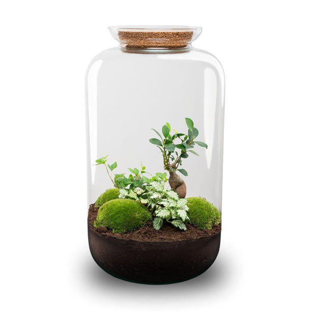 Sven XL Hedera - DIY Planten terrarium - Ecosysteem plant - Ø 23 cm ↑ 43 cm