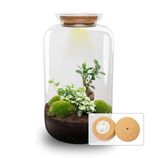 Sven XL Hedera - DIY Planten terrarium - Ecosysteem plant - Ø 23 cm ↑ 43 cm