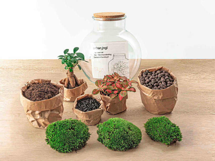 Planten terrarium - Teddy bonsai - Ecosysteem plant - ↑ 26,5 cm