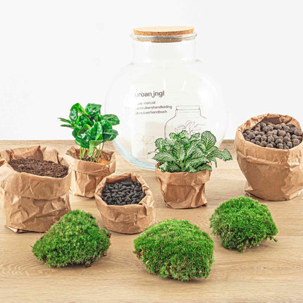 Planten terrarium - Teddy - Ecosysteem plant - ↑ 26,5 cm