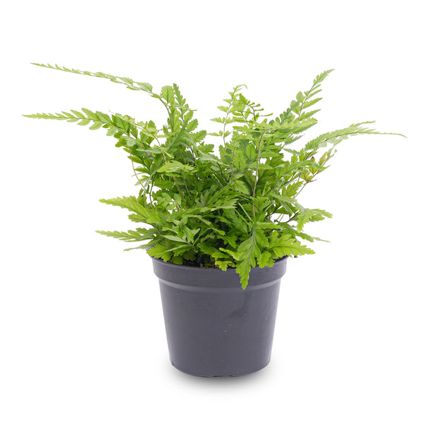 Varen - Athyrium spicatum - Terrarium plant