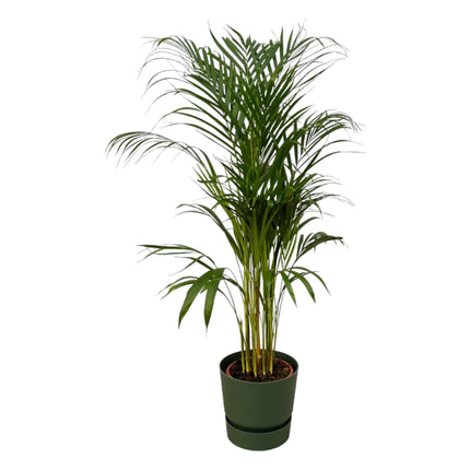 Areca palm - Ø21cm - ↑ 110cm