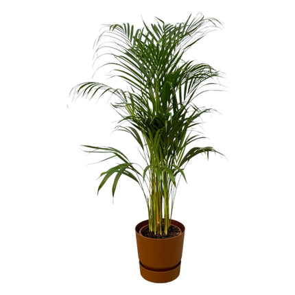 Areca palm - Ø21cm - ↑ 110cm