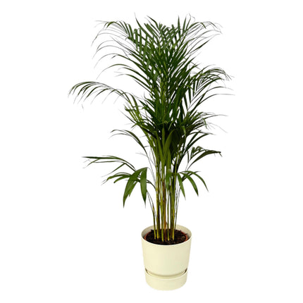 Areca palm - Ø21cm - ↑ 110cm