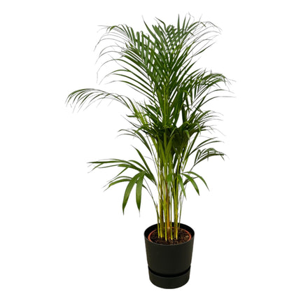 Areca palm - Ø21cm - ↑ 110cm