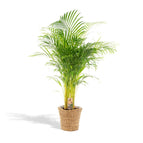 Rattan  plantenmand