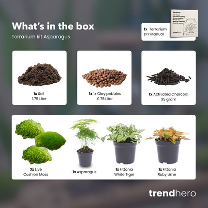 Asparagus - Terrarium Start- & navulpakket - 3 terrarium planten - DIY
