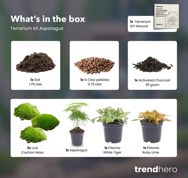 Asparagus - Terrarium Start- & navulpakket - 3 terrarium planten - DIY