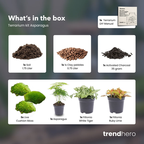 Asparagus - Terrarium Start- & navulpakket - 3 terrarium planten - DIY