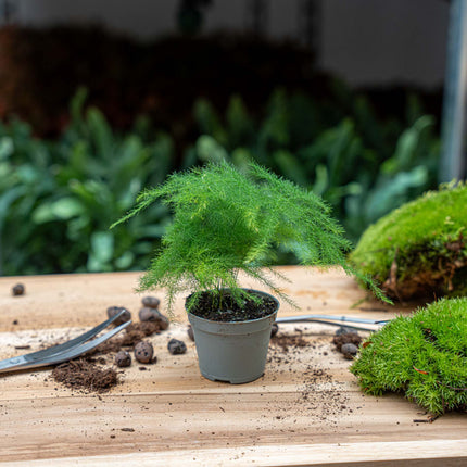 Asparagus Setaceuse Plumosus – Sierasperge - Terrarium plant - Ø 6 cm