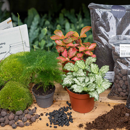 Asparagus - Terrarium Start- & navulpakket - 3 terrarium planten - DIY