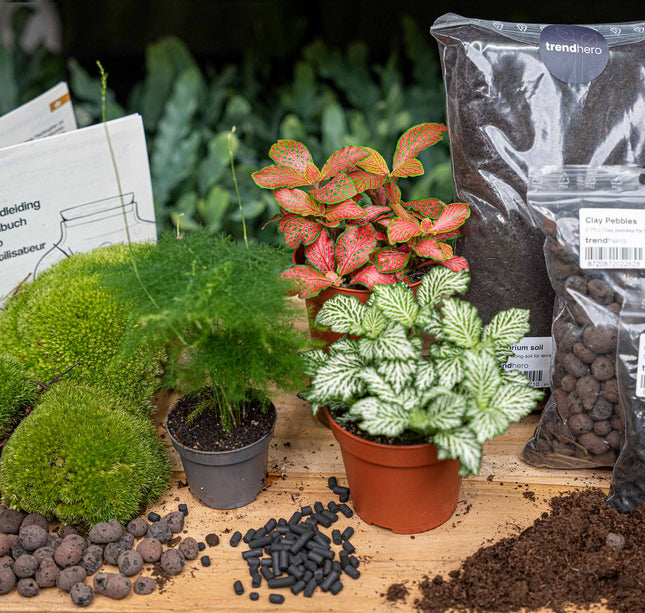 Asparagus - Terrarium Start- & navulpakket - 3 terrarium planten - DIY