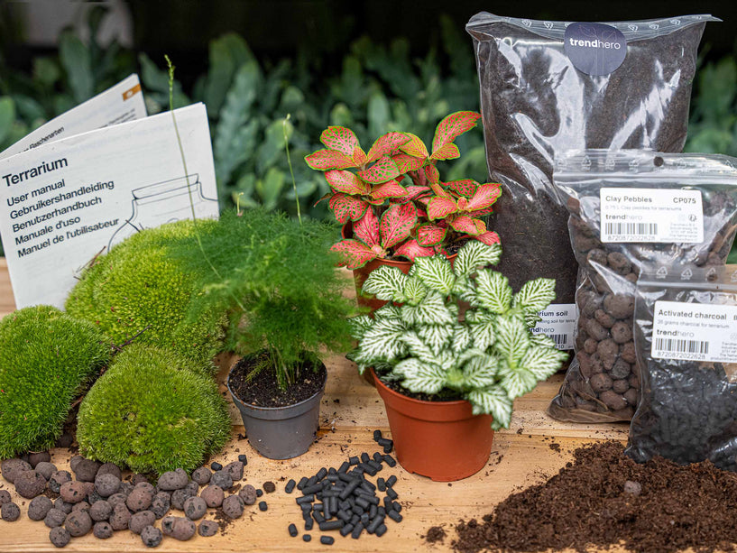 Asparagus - Terrarium Start- & navulpakket - 3 terrarium planten - DIY