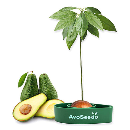 Avocado kit - Groei je eigen avocado!