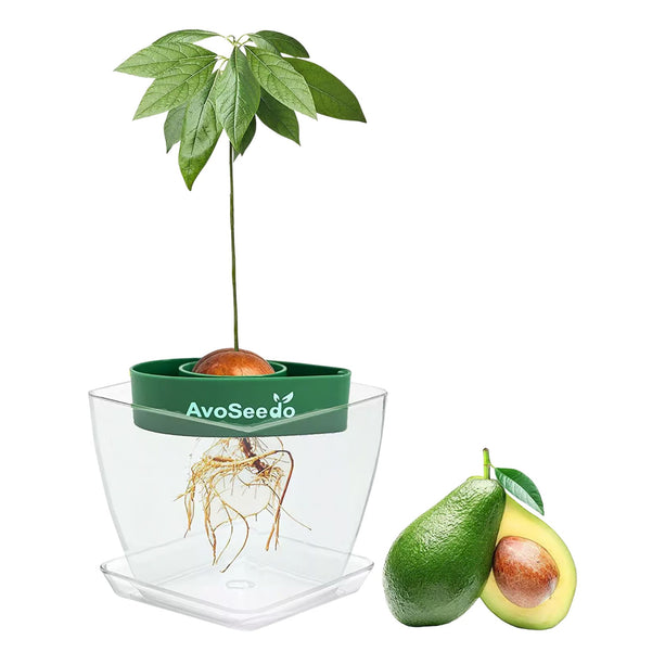 Avocado kit - Groei je eigen avocado!