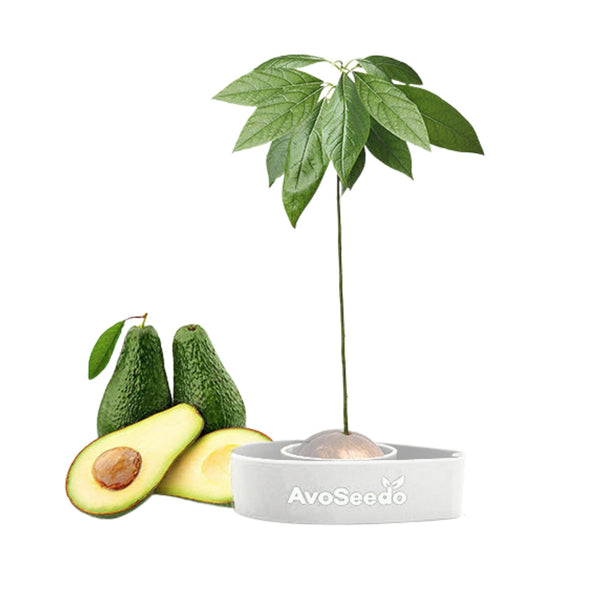 Avocado kit mini - Groei je eigen avocado!